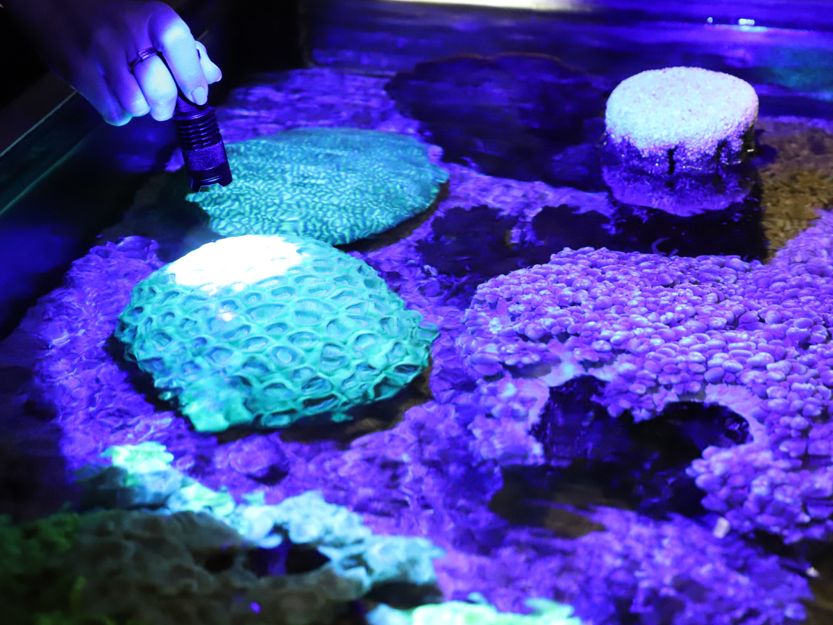 Art & Science Residency ‘A Call to the Sea’