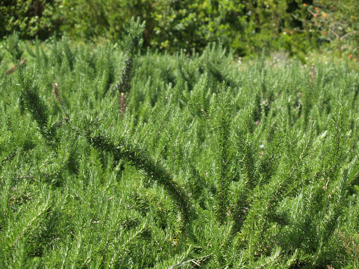 Rosemary Flora Jardim Gulbenkian