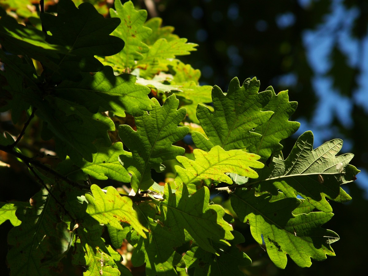 Common Oak – Flora – Jardim Gulbenkian