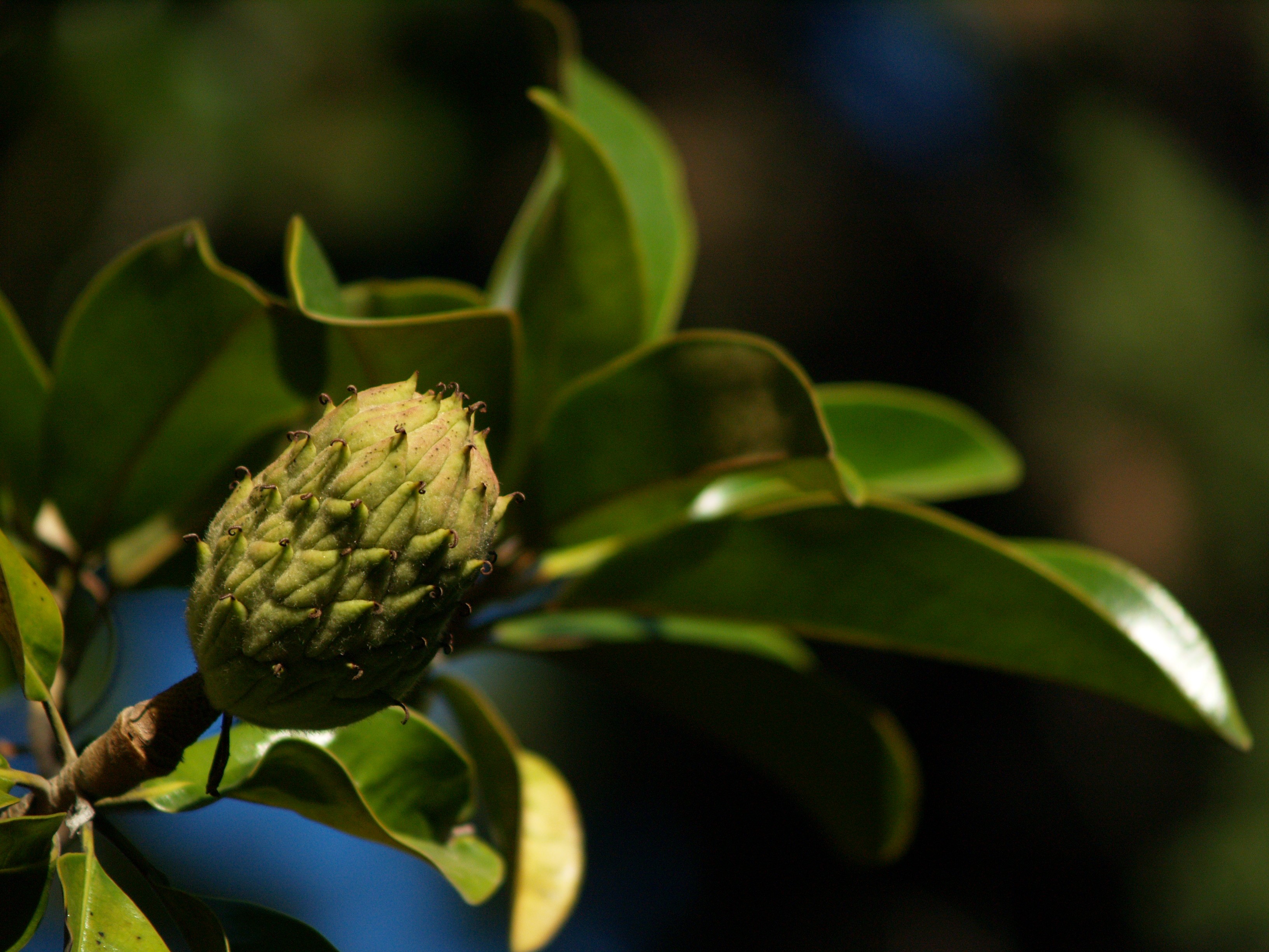 Magnolia - Flora - Jardim Gulbenkian