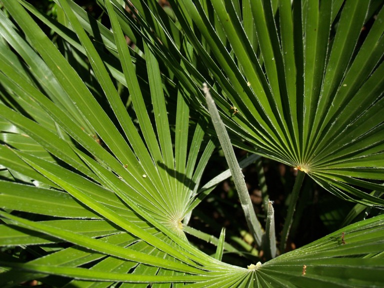 Mediterranean Dwarf Palm Flora Jardim Gulbenkian