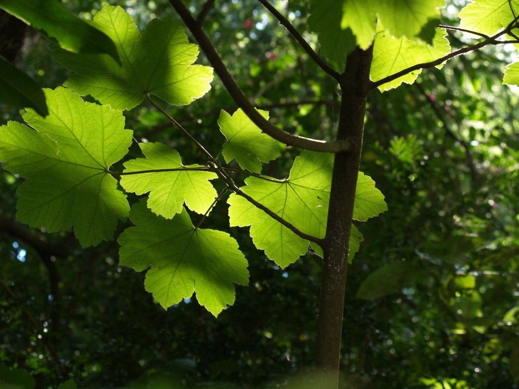 Sic Moro Flora Jardim Gulbenkian