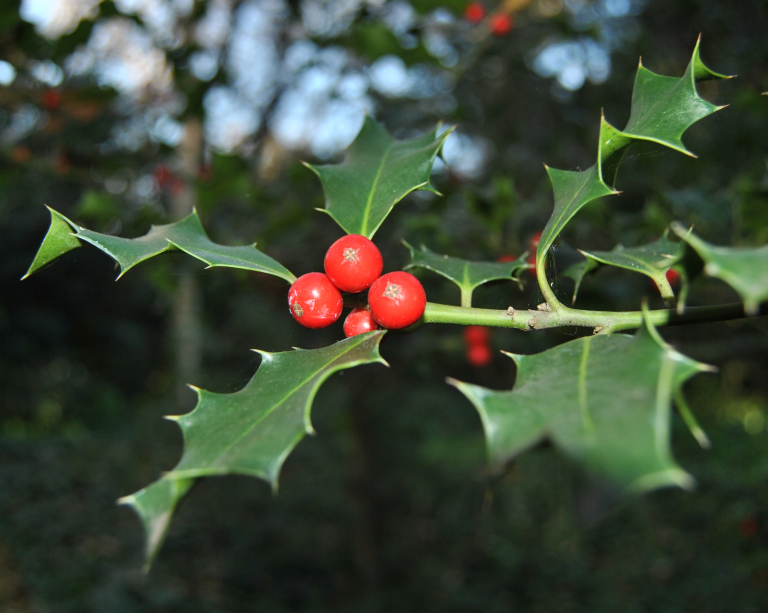 Holly Flora Jardim Gulbenkian