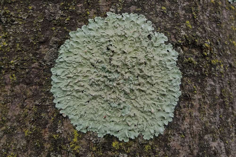 Musgo Lichen 
