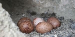 Why are some birds’ eggs coloured and patterned? – Jardim Gulbenkian