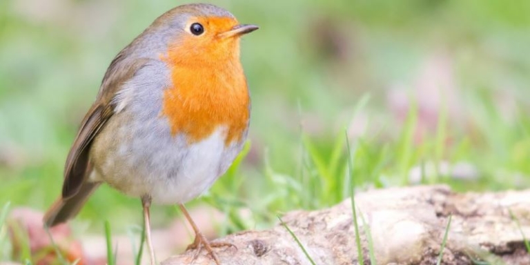 App To Distinguish Bird Calls