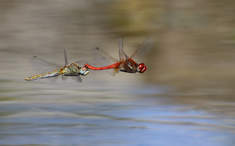 red dragonfly flying