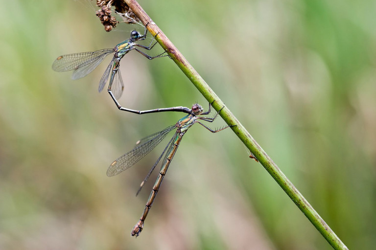 How Do Dragonflies And Damselflies Grow And Start To Fly? – Jardim ...