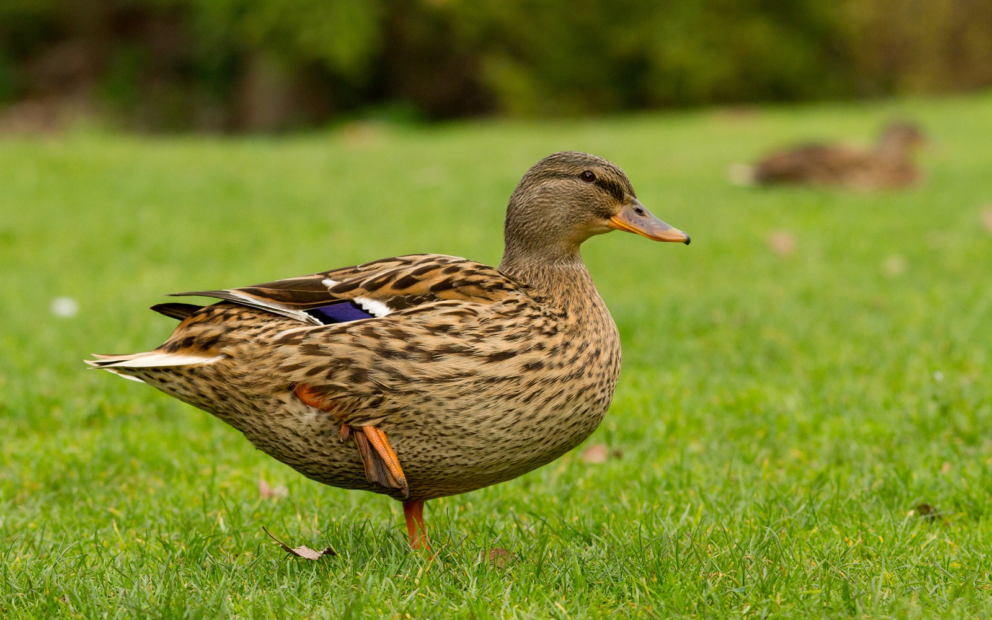 Why are male mallards more colourful than the females? – Jardim Gulbenkian