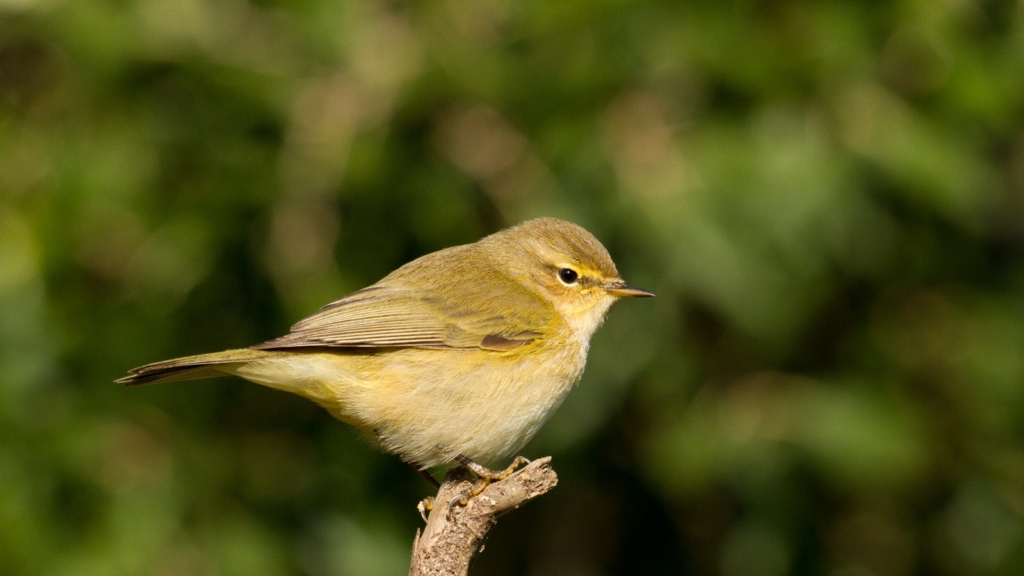 Six Birds To Look Out For In The Garden In September And October 