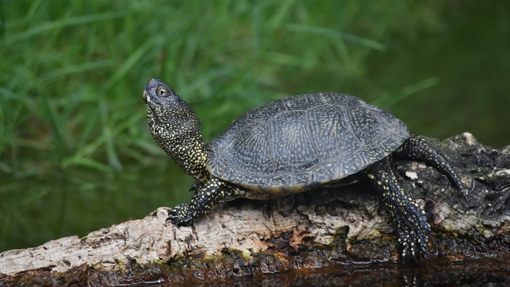 Do tortoises hibernate in Portugal? – Jardim Gulbenkian