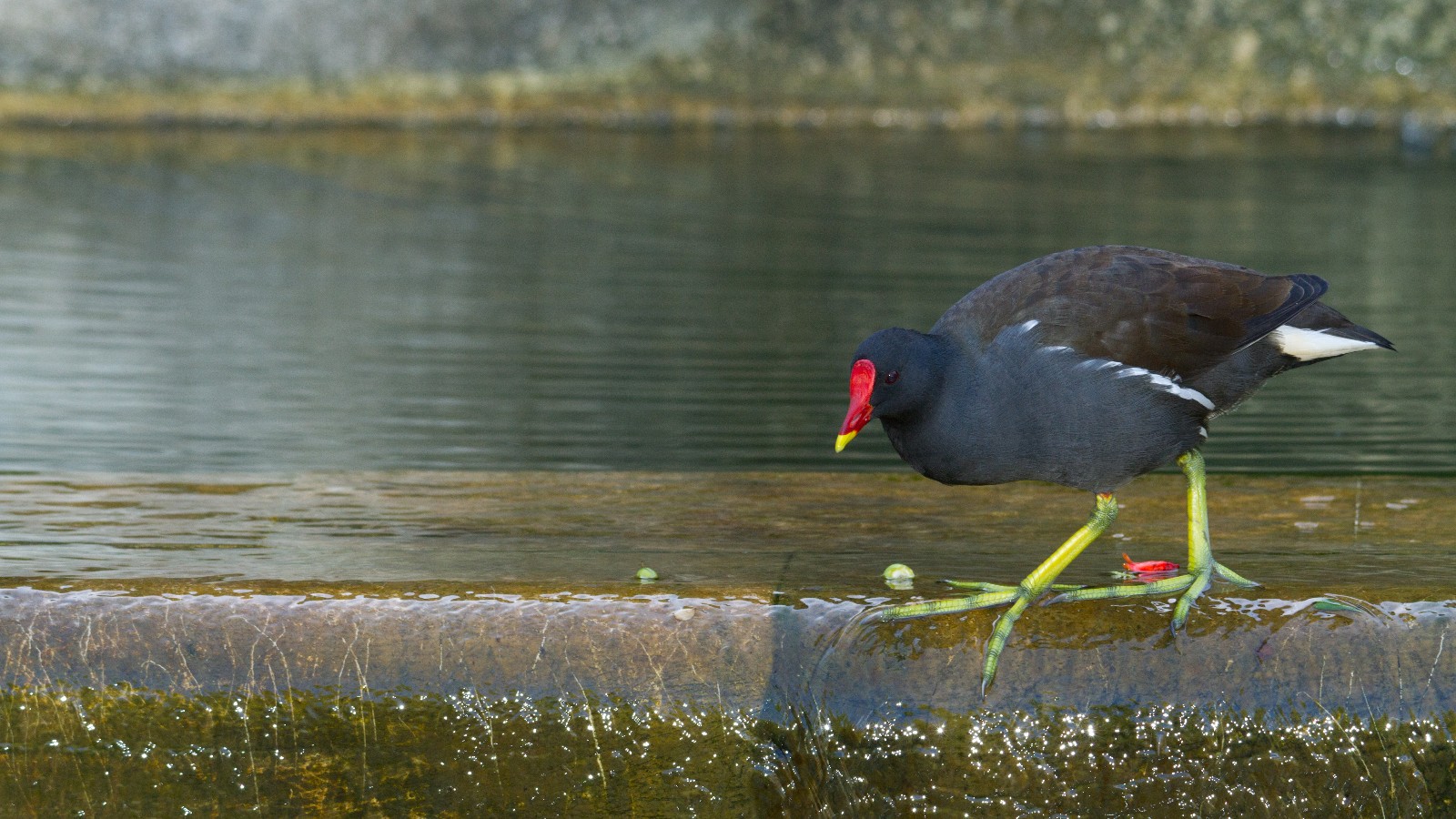 Galinha-de-Água à beira rio