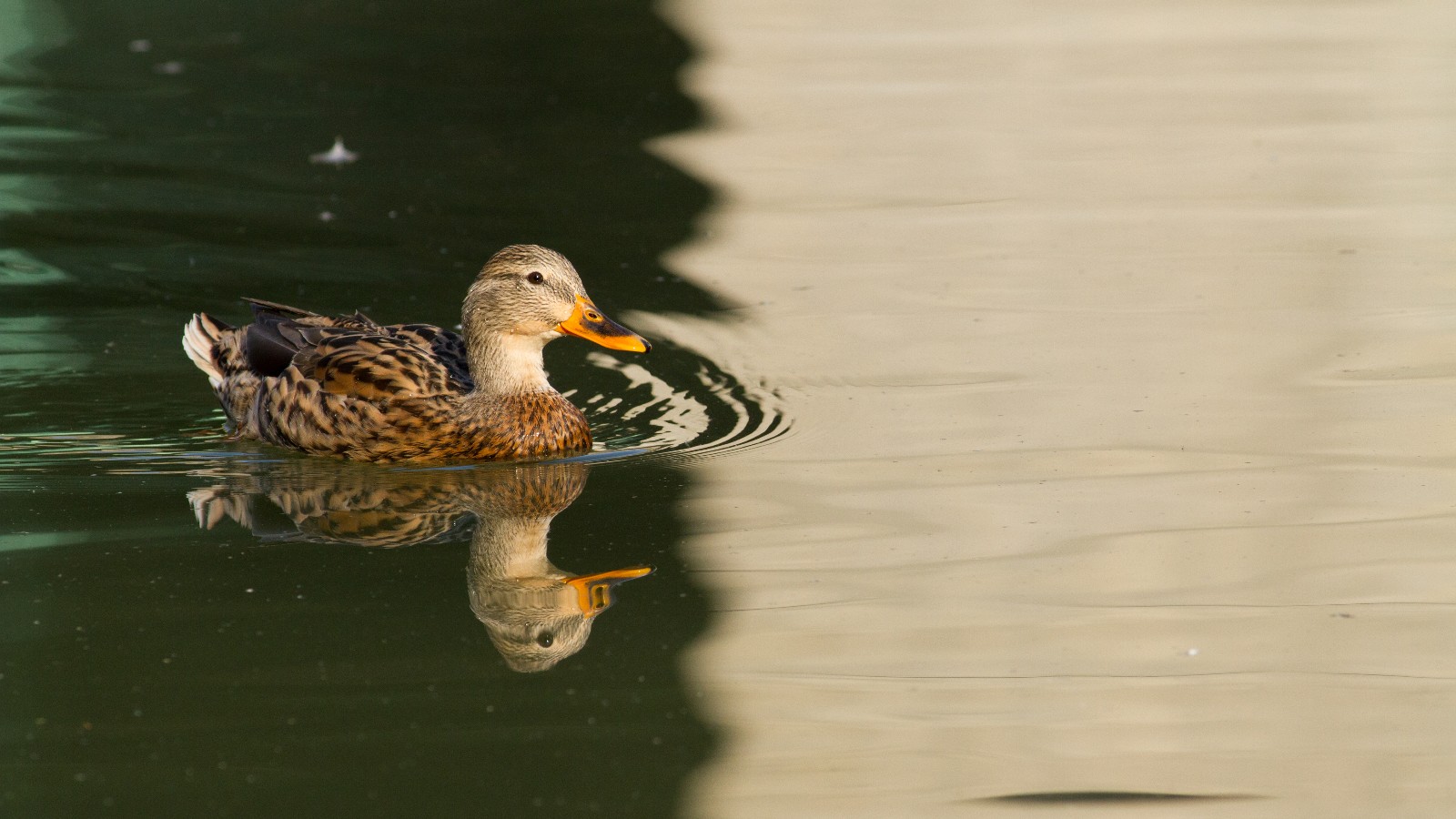 Pato Real a nadar na superficie da água