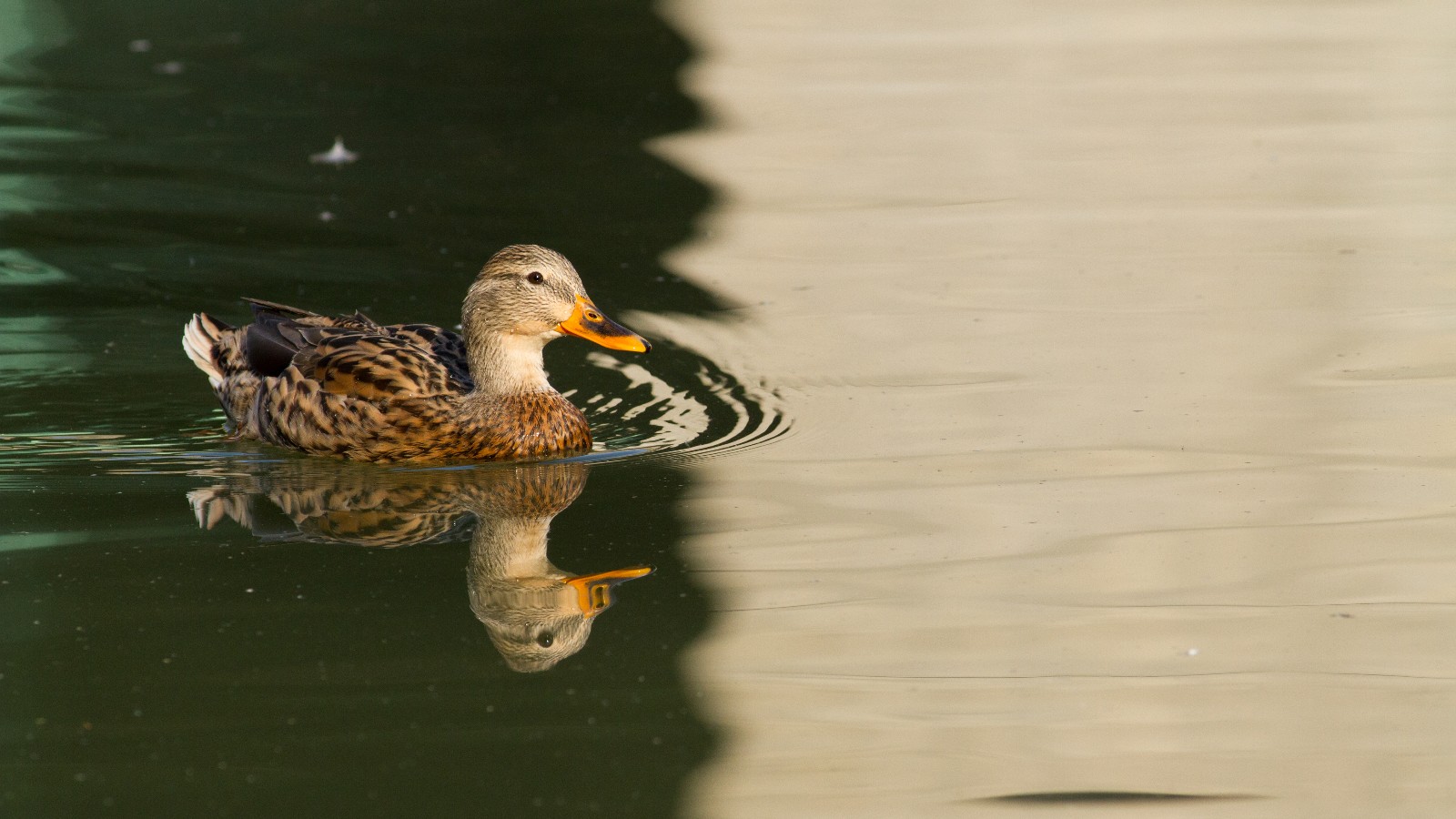 Mallard Duck swimming