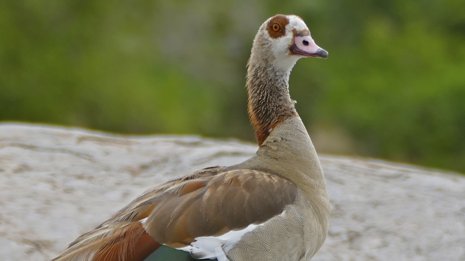 Egyptian goose (Alopochen aegyptiaca). Photo: © B. Dupont, CC BY-SA 2.0