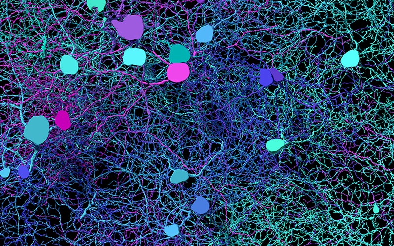 Eyewire Flicrk Neurons